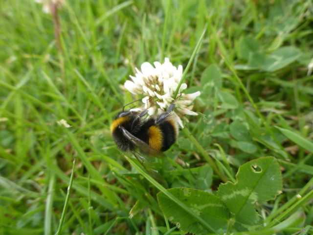 Bee
